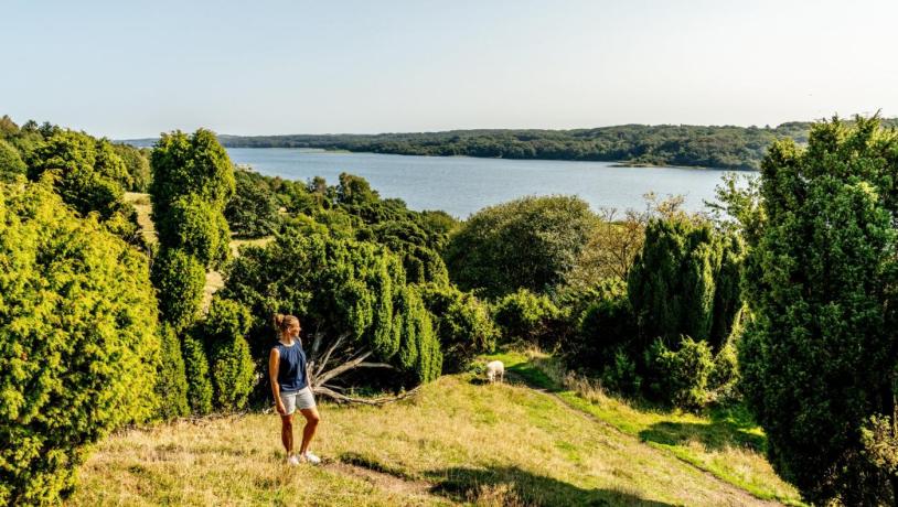 Dame ser ut over Mariager Fjord ved Himmerland i Danmark