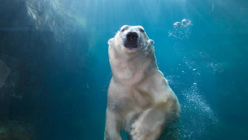 Een ijsbeer kijkt bezoekers aan in Copenhagen Zoo in Kopenhagen