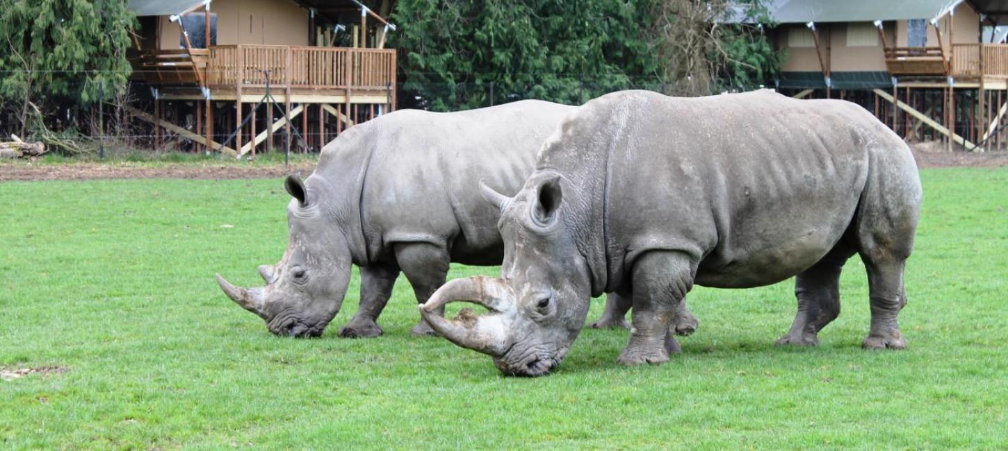 Knuthenborg Safaripark auf der dänischen Ostseeinsel Lolland