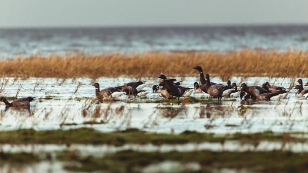 Nationalpark Vadehavet, Wadden Sea
