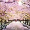 Cherry blossoms at Bispebjerg Cemetery in Copenhagen