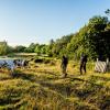 Hiking with cows on island Mors in Limfjord, North Jutland in Denmark