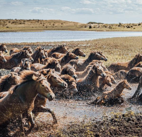 Vakantie Denemarken? Ontdek eilandenparadijs Funen 