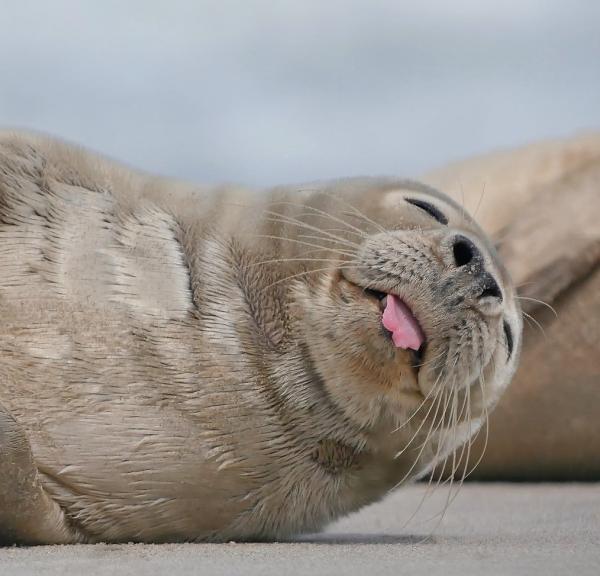 Denemarken vakantie? Ontdek de Waddenzee en Waddeneilanden