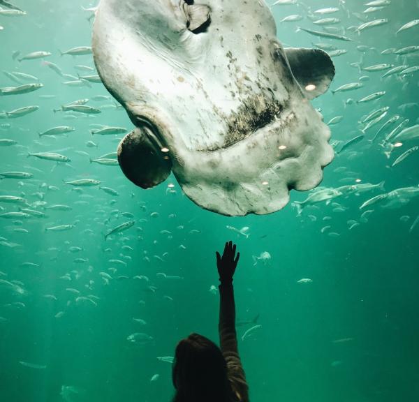 Ontdek het Nordsø Oceanarium in Noord-Denemarken