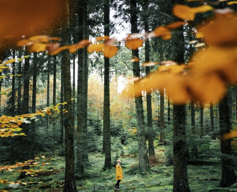 Maak de mooiste Denemarken wandelingen in Rold Skov, Rebild Bakker